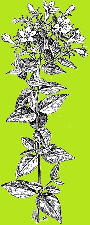 Sideflower
